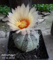 astrophytum102.jpg