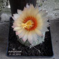 astrophytum103.jpg