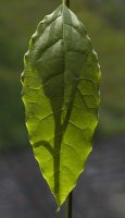 avocado leaf.jpg
