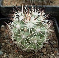bartschella schumannii.jpg