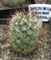 bartschella schumannii globosa.jpg