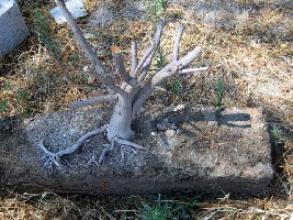 bonsai.jpg
