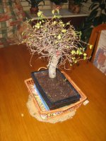 bonsai2.jpg