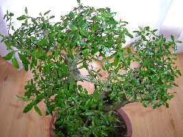 bonsai.jpg