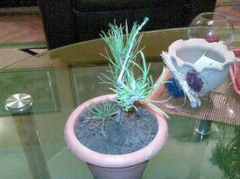 bonsai 1.jpg