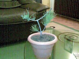 bonsai 2.jpg