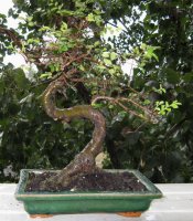 bonsai.jpg