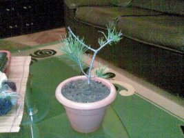 bonsai.jpg