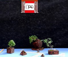 bonsai & geometry.jpg