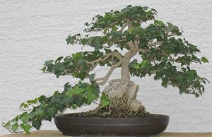brsljan bonsai.jpg