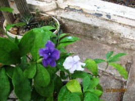 brunfelsia_1.jpg