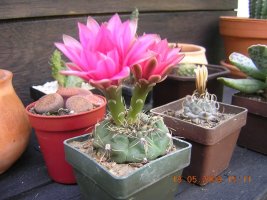 cactuses.jpg