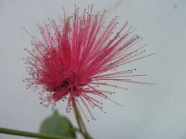 calliandra  cvijetak.jpg