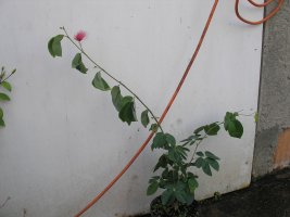 calliandra biljka.jpg
