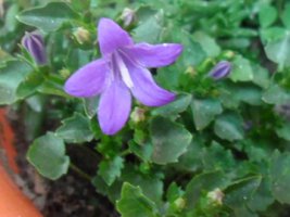 campanula.jpg