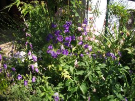 campanula medium.jpg