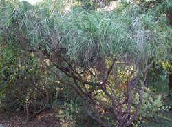 carmichaelia_ribbon_tree.jpg