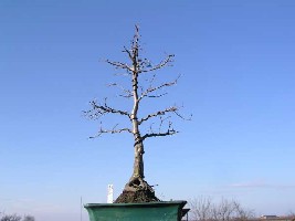 CARPINUS BETULUS.jpg