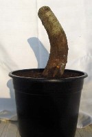 CarpinusBetulus.JPG