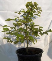 CarpinusBetulus1.JPG
