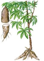 cassava.jpg