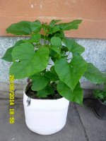 catalpa.jpg
