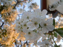 cherry tree.jpg