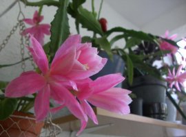 cimg0208.jpg