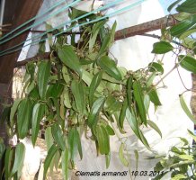 clematis armandii2.jpg