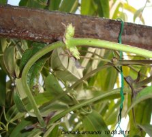 clematis armandii3.jpg