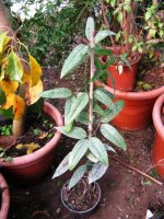 clematis_beli.jpg