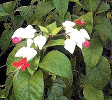 clerodendrum thomsoniae.jpg