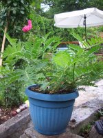 clianhtus ...jpg