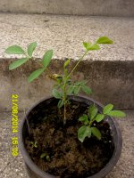 clitoria.jpg
