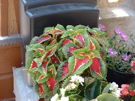 coleus 01.jpg
