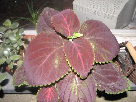 coleus.jpg