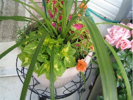 Coleus & prkos.jpg