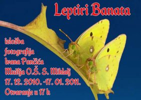 colias crocea.jpg