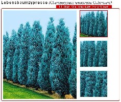 COLUMNARIS.JPG