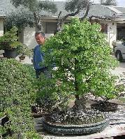 cork bark maple.jpg
