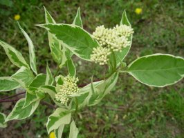 cornus alba 2_resize.jpg
