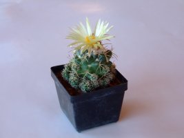 coryphantha andreae 2007.jpg