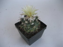 coryphantha andreae 2008.jpg