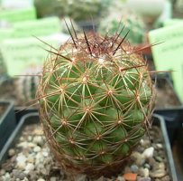 coryphantha lauii.jpg