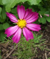 cosmos prvi.jpg