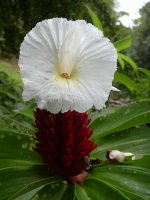 costus_speciosus.jpg