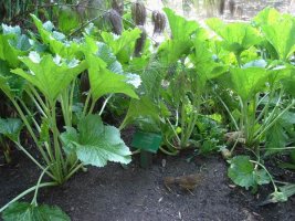 crambe cordifolia.jpg