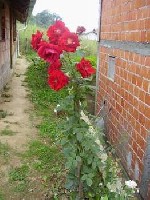 crvena ruza.JPG