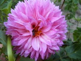 dahlia2.jpg
