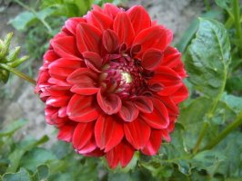 dahlia.jpg